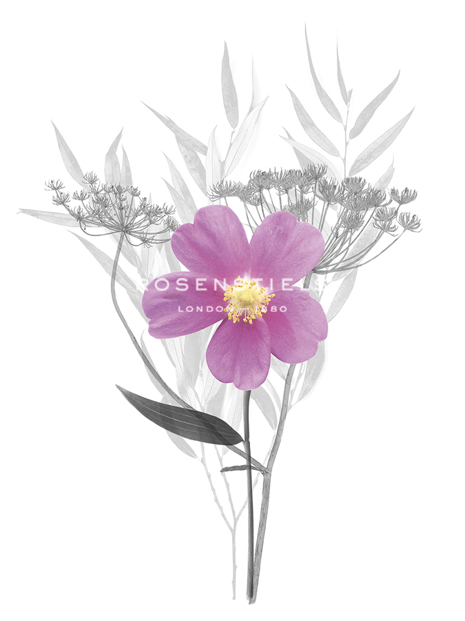 Floral Finds - Gentle - Collezione Botanica