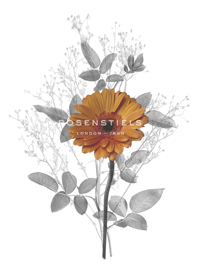 Floral Finds - Grow - Collezione Botanica