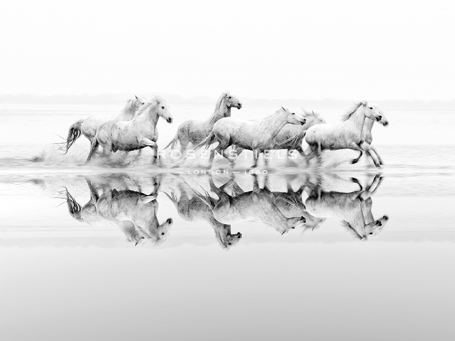 Wild Freedom  - Tim Mannakee