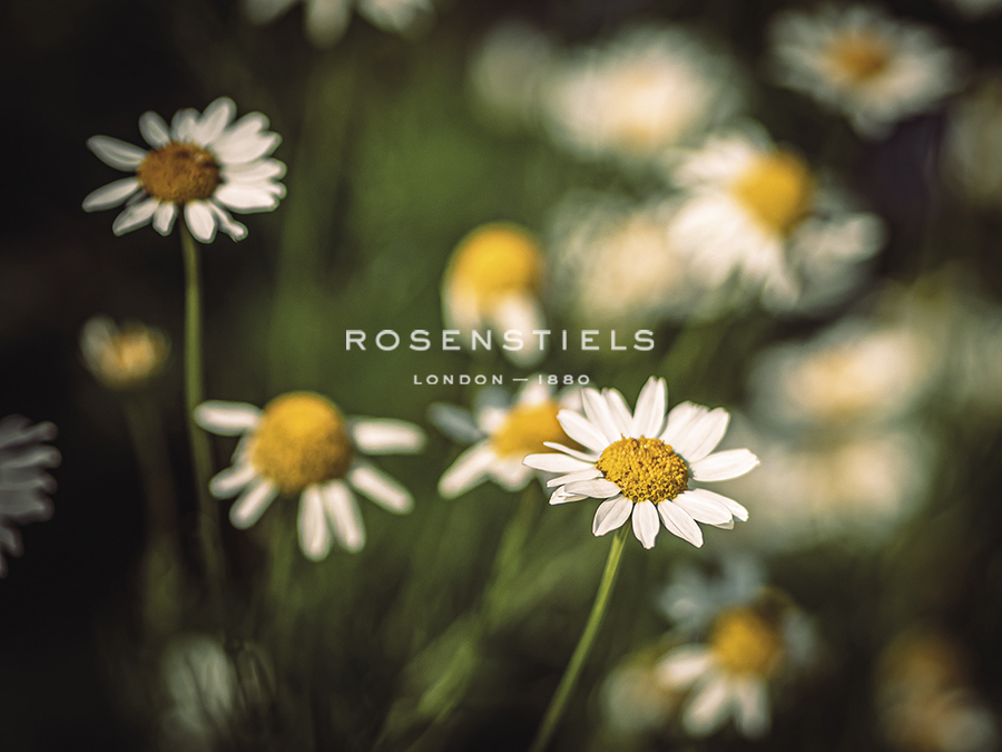 Daisy Days - Grow - Florian Schleinig