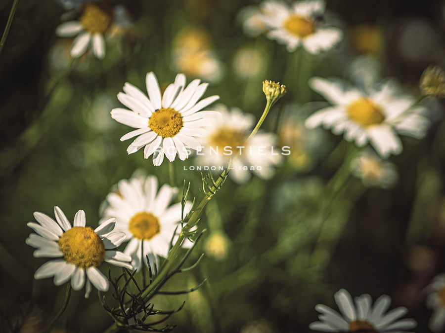 Daisy Days - Wild - Florian Schleinig