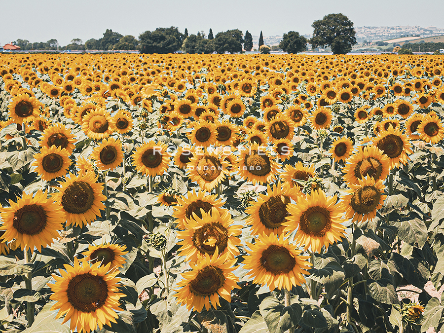 Sunny Fields - Florian Schleinig
