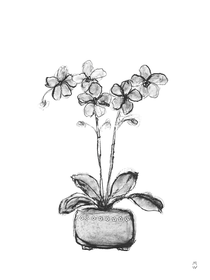 Sketched Houseplant - Bud - Manny Woodard