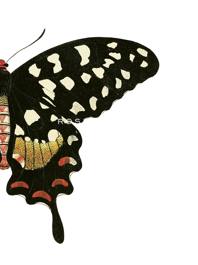 Aile de Papillon - The Drammis Collection