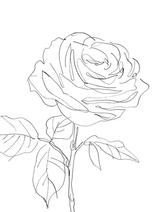 Sketched Floral - Allure - Kristine Hegre