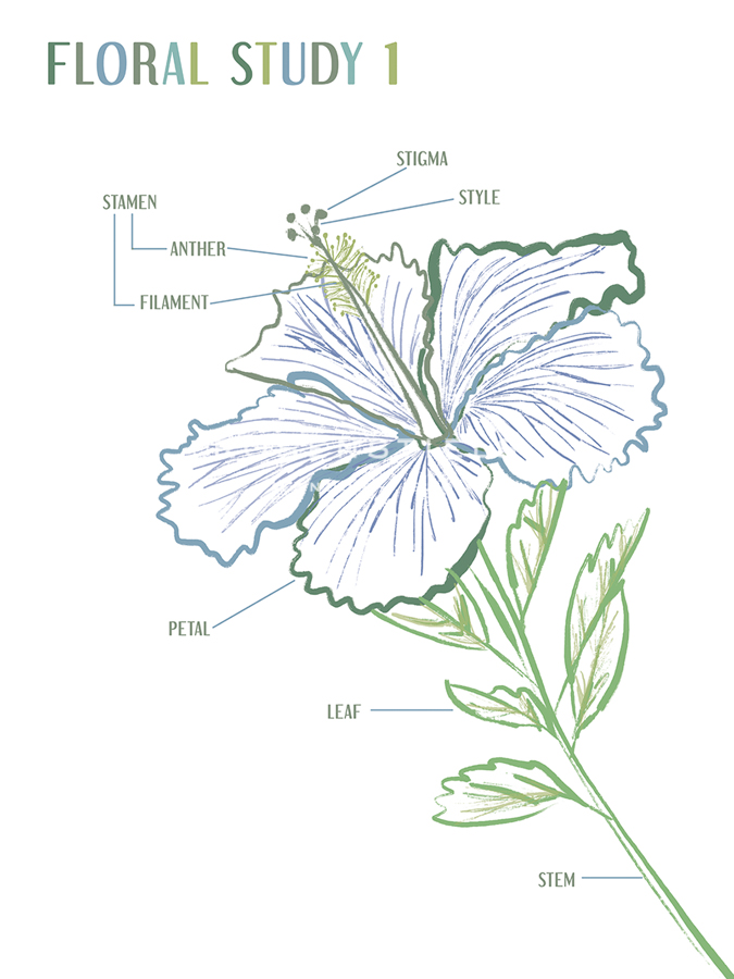 Floral Study I - Lisa McCandless