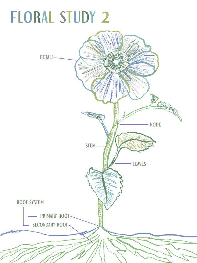 Floral Study II - Lisa McCandless
