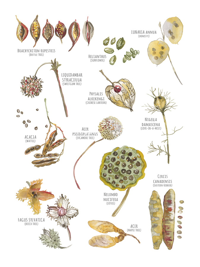 Seed Collection - Sandra Jacobs