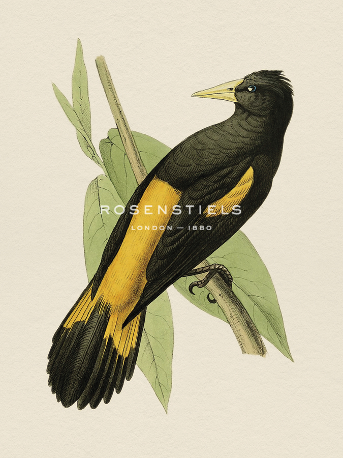 Tropical Birds - Cassican - Maria Mendez