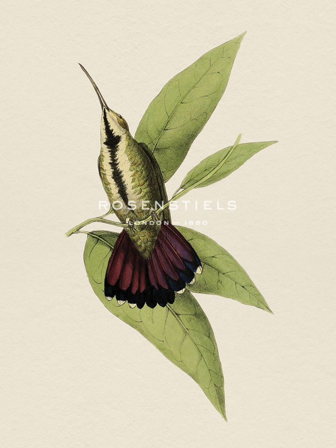 Tropical Birds - Perch - Maria Mendez