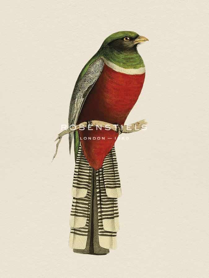 Tropical Birds - Green-Breasted - Maria Mendez