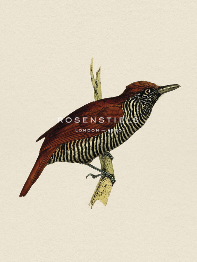 Tropical Birds - Bush-Shrike - Maria Mendez