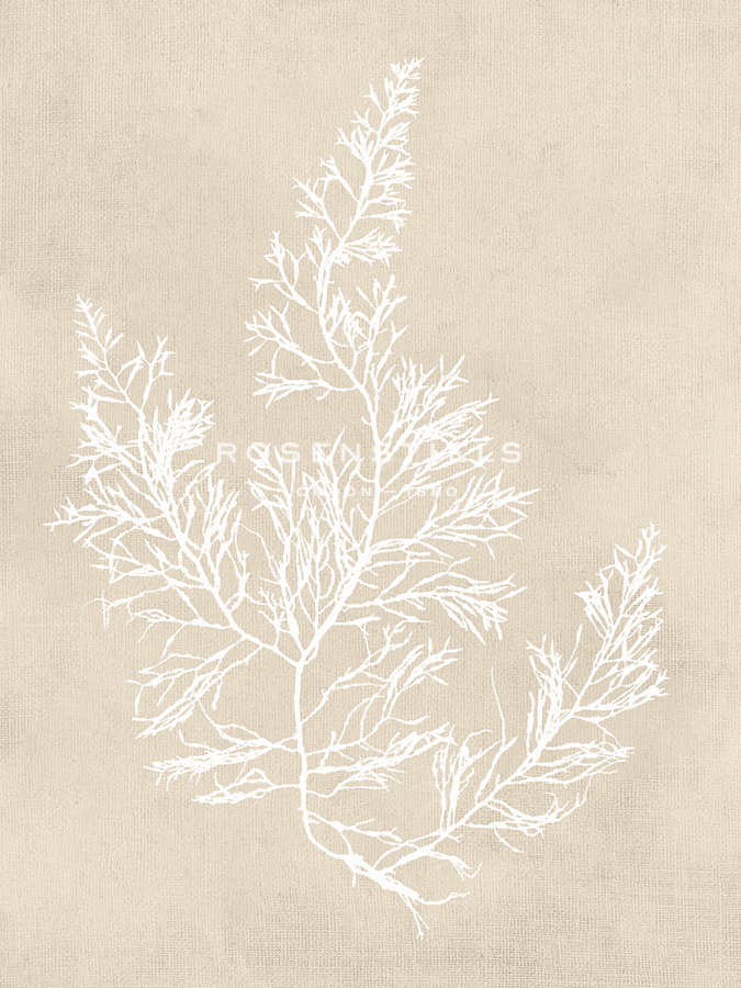 Cystoseira Faeniculacea - Fawn - Henry Bradbury