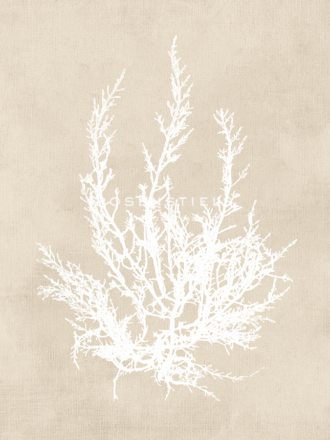 Cystoseira Ericoides - Fawn - Henry Bradbury