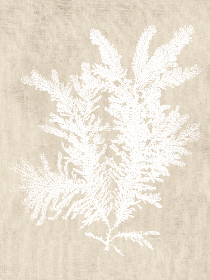 Ptilota Plumosa - Fawn - Henry Bradbury