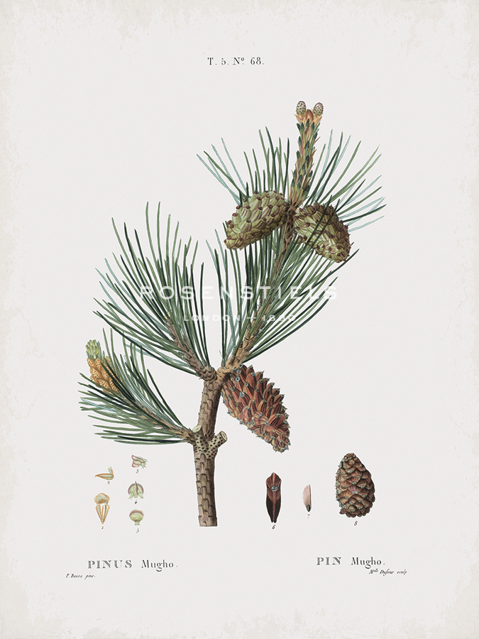Pinus Mugho - Pierre Joseph Redoute