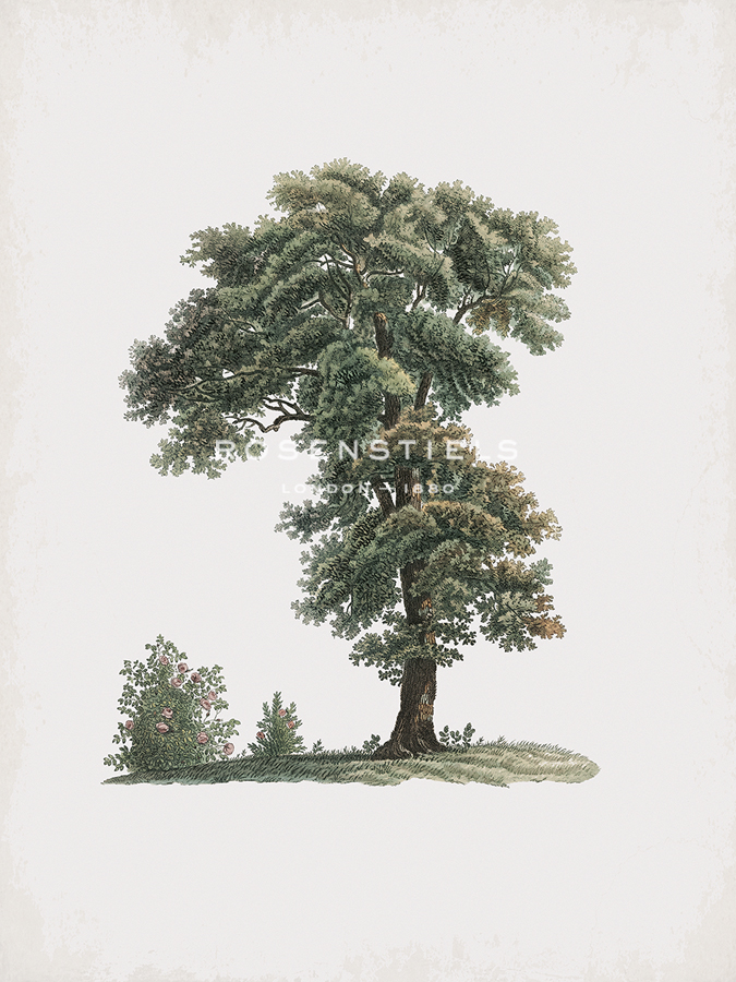 Magna Arbor - Pierre Joseph Redoute