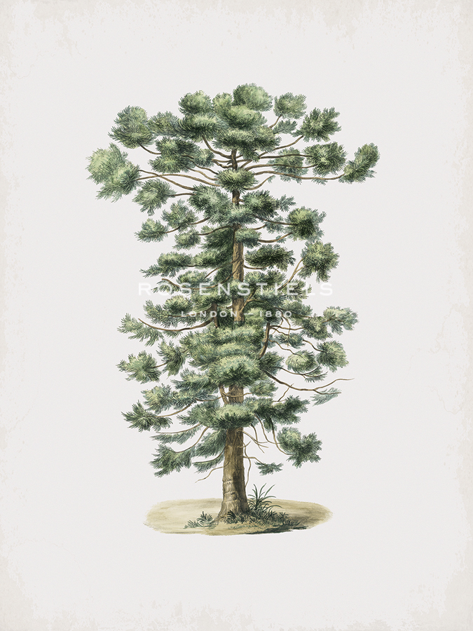Araucaria Brasiliensis - Aylmer Bourke Lambert