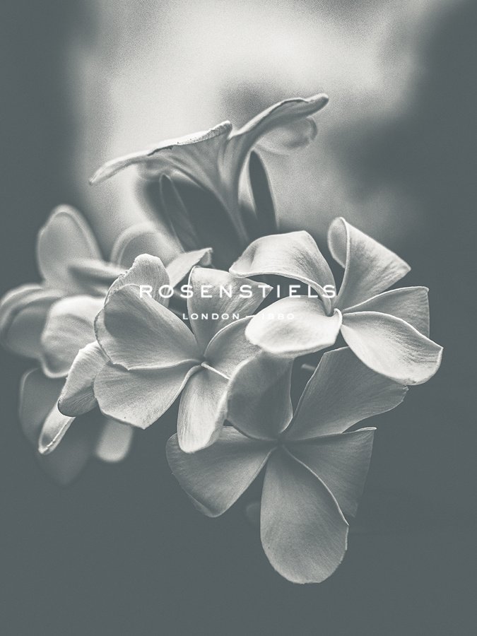 Floral Majesty - Corsage - Florian Schleinig