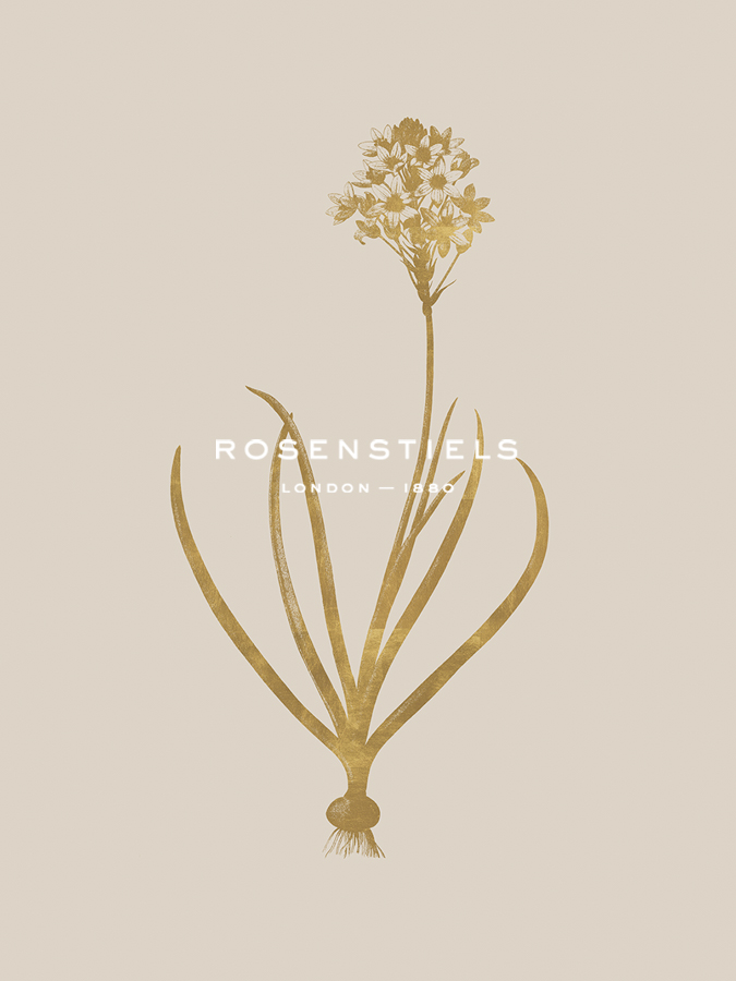 Ornithogalum Arabicum - Luxe - Pierre Joseph Redoute