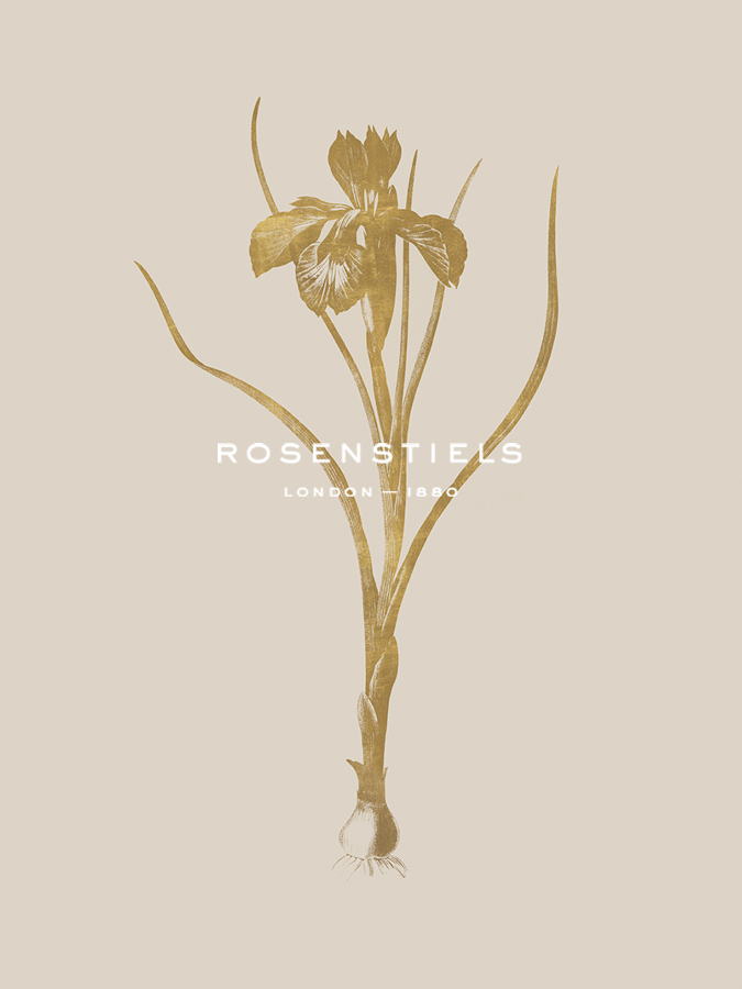 Iris Xiphioides - Luxe - Pierre Joseph Redoute