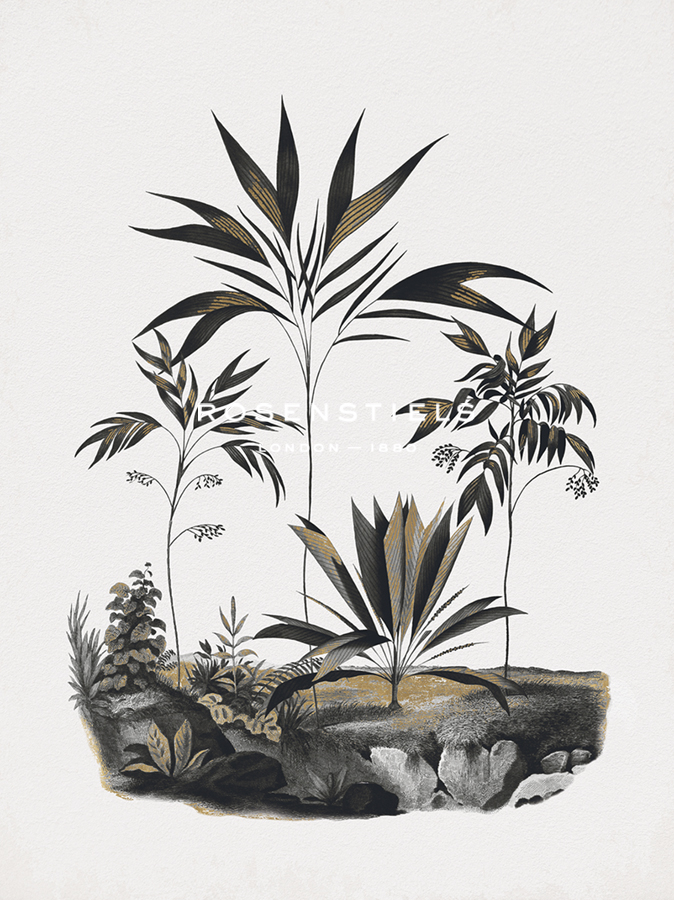 Exotic Terrain - Hyospathe - The Drammis Collection
