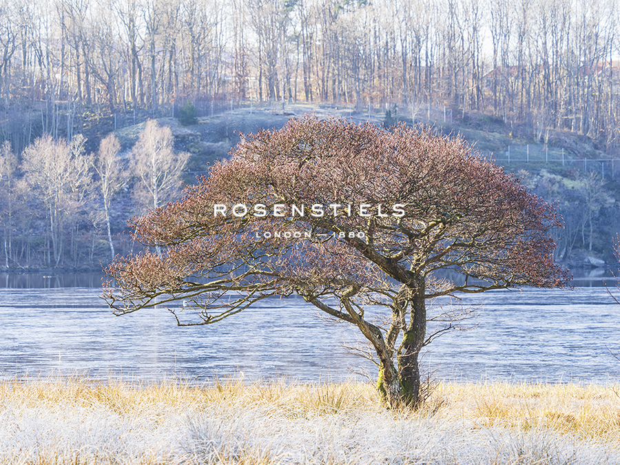 Forest Focus - Mikael Svensson