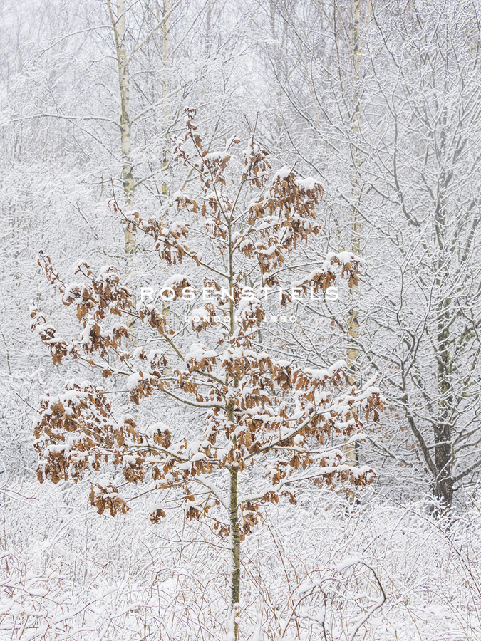 Arctic Oasis - Thicket - Mikael Svensson