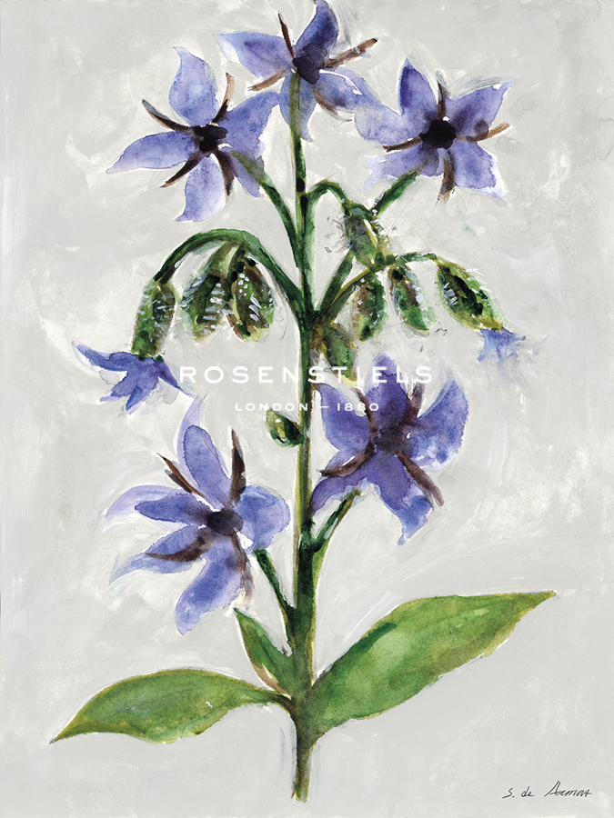 Herb Haven - Borage - S.  de Armas