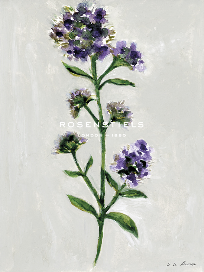 Herb Haven - Thyme - S.  de Armas