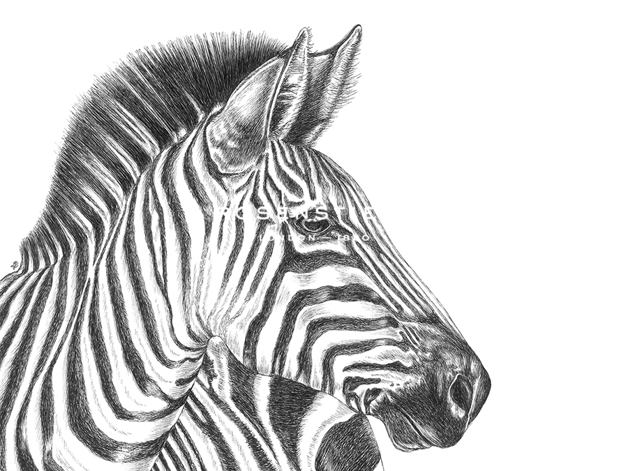 Zebra Profile - Lucy Francis