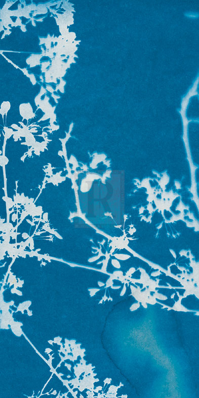 Florets - Sarah Cheyne