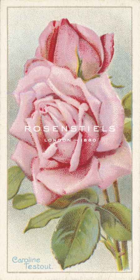 Caroline Testout - The Vintage Collection