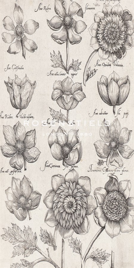 Anemone Cultivars - The Vintage Collection