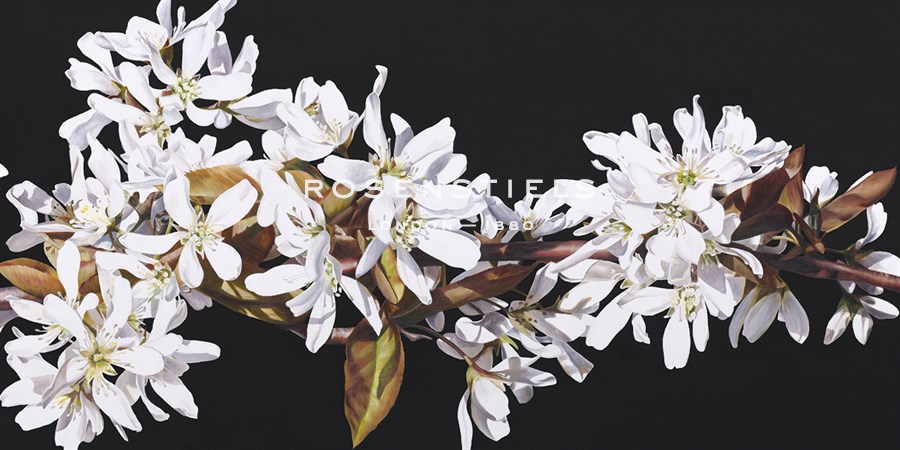 Spring Starlight, All is Well I - Sarah Caswell