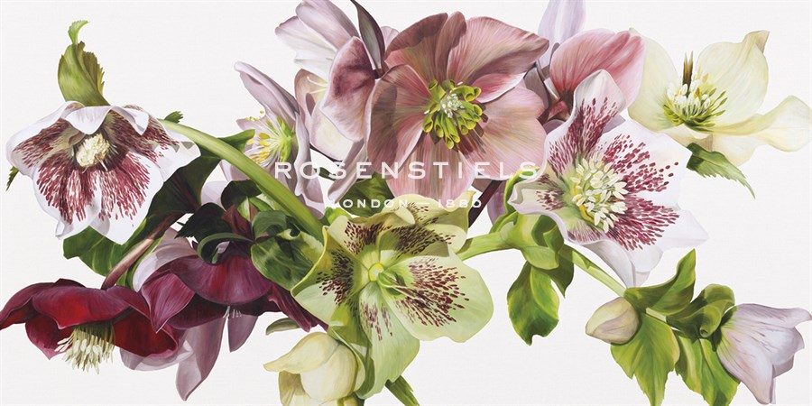 Hellebore Melody - Sarah Caswell