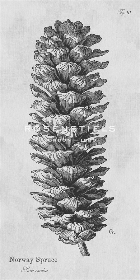 Norway Spruce - Maria Mendez