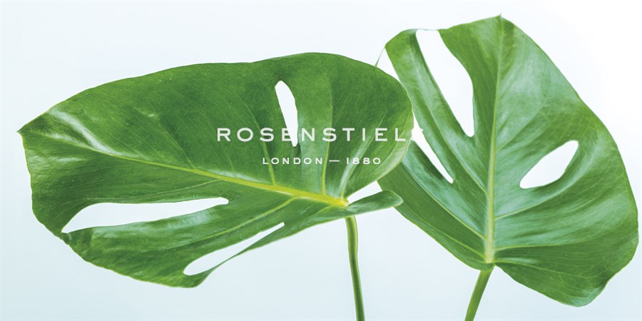 Monstera Deliciosa - Assaf Frank