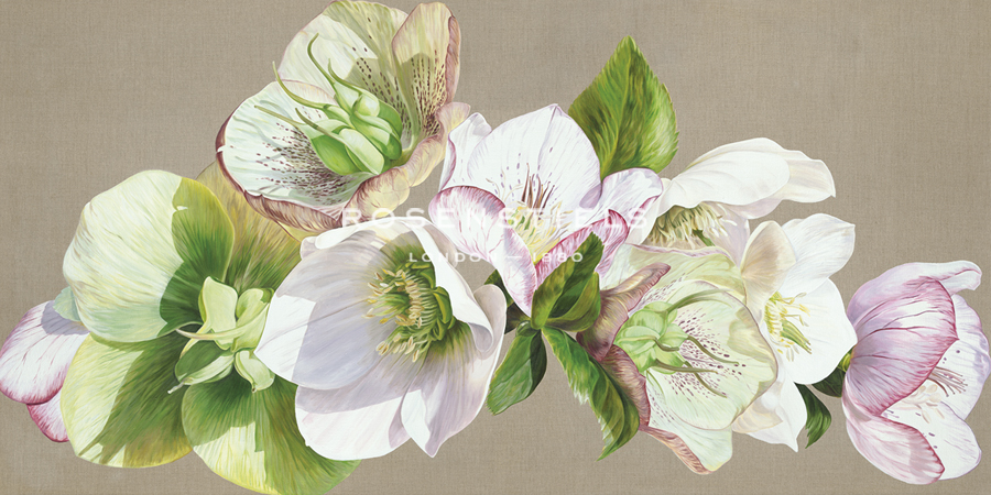 Hellebore Fresh - Sarah Caswell