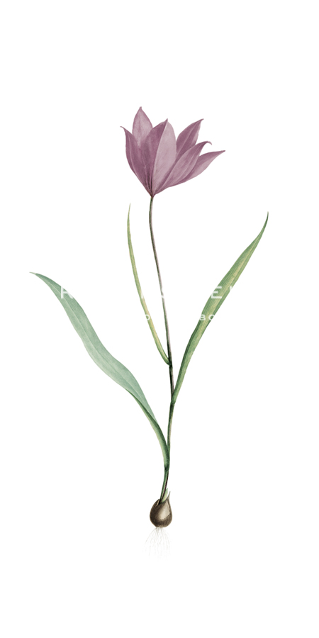 Tulipa Purpura - Pierre Joseph Redoute