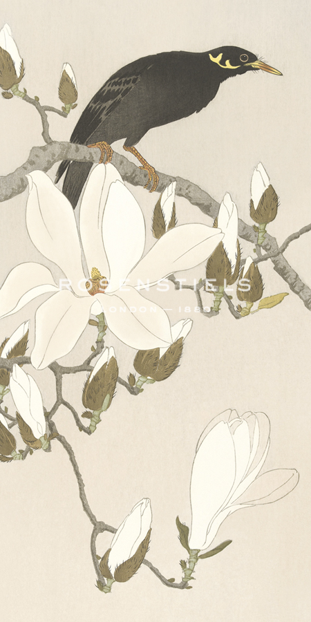 Hill Myna on Flowering Magnolia Branch - Ohara Koson