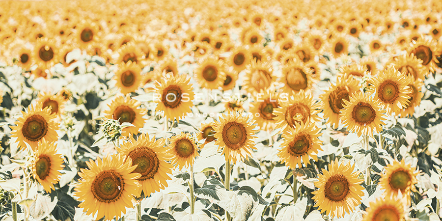 Sunshine Meadow - Florian Schleinig