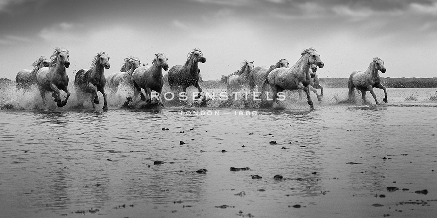 Camargue Horses - Free - Margaret Albaugh