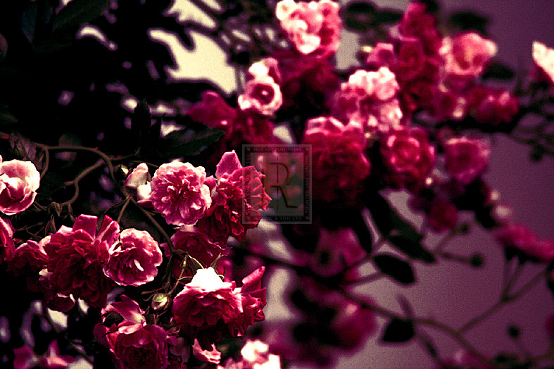 Deep Plum Blossom - Katja Marzahn