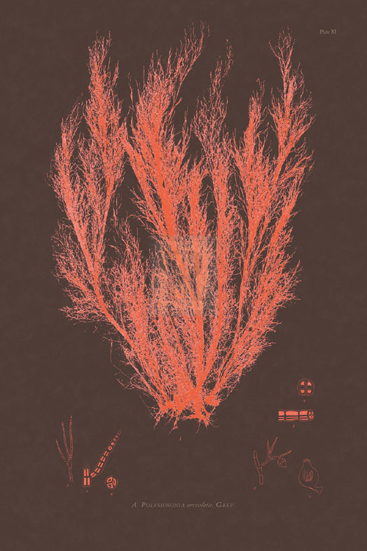 Vintage Seaweed I - Henry Bradbury