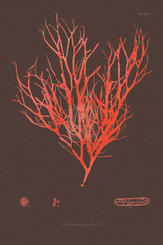 Vintage Seaweed IV - Henry Bradbury