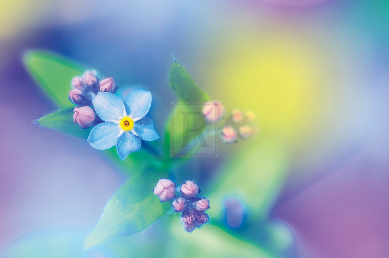 Precious - Andreas Stridsberg