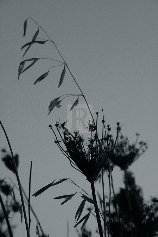 Shadow Lace II - Tony Koukos