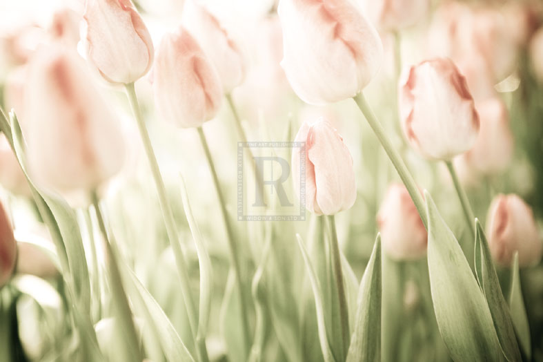 Tulips - Katja Marzahn