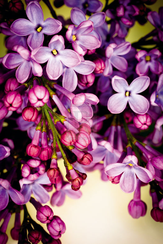 Lilac Rush - Katja Marzahn